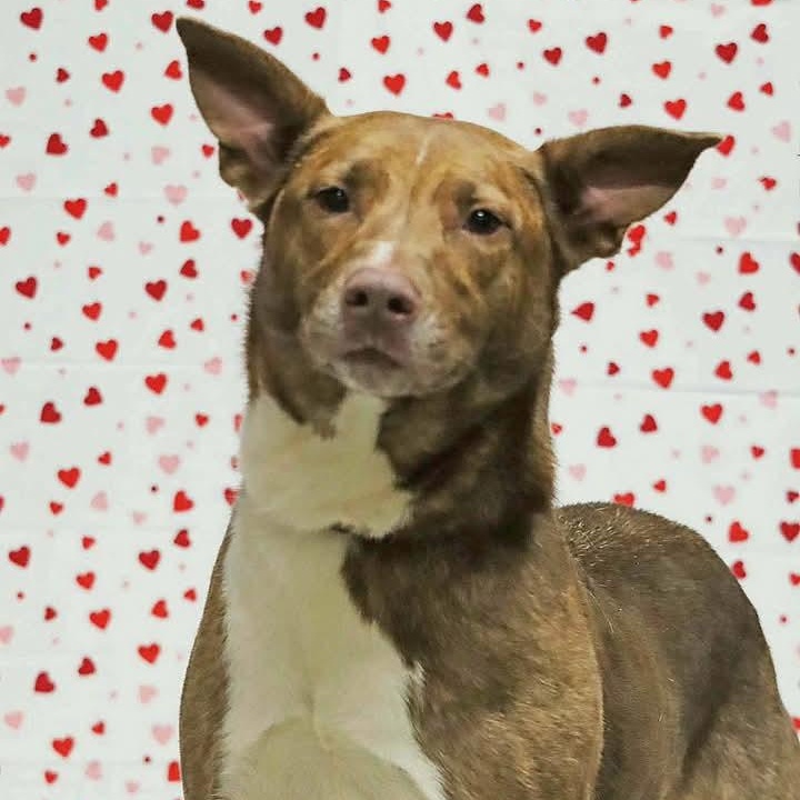 Enlarge Stella, a Adoptable mixed breed in Saint Marys, WV image 1/5