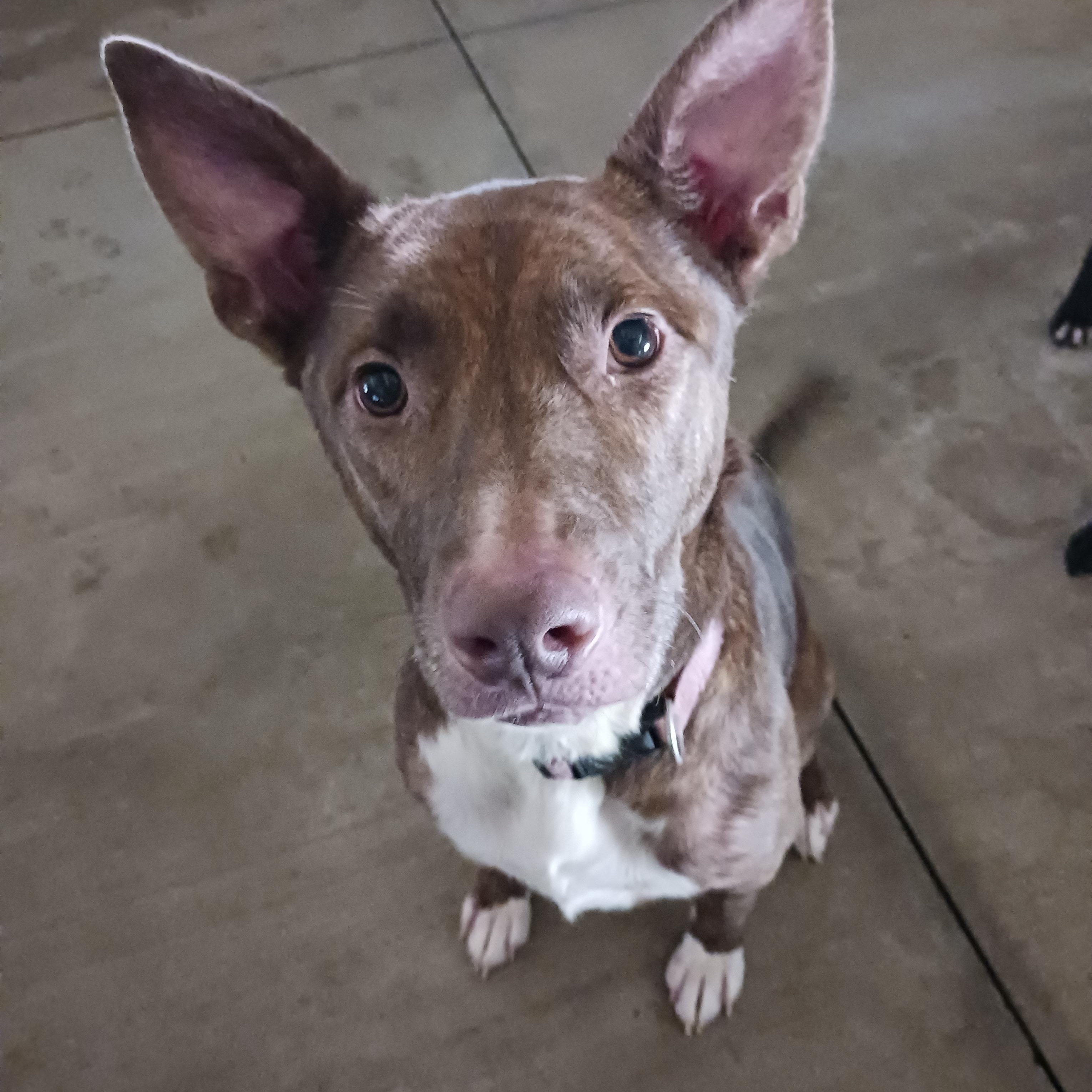 Stella, a Adoptable mixed breed in Saint Marys, WV image 3/5