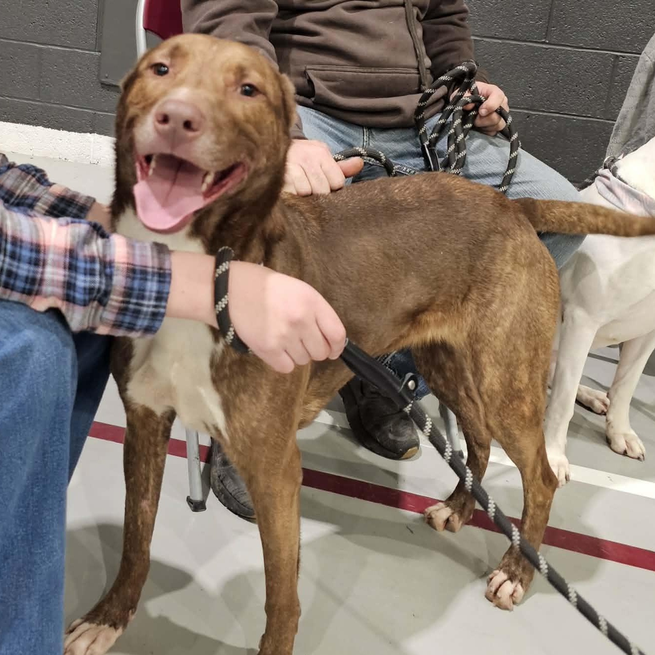 Stella, a Adoptable mixed breed in Saint Marys, WV image 2/5