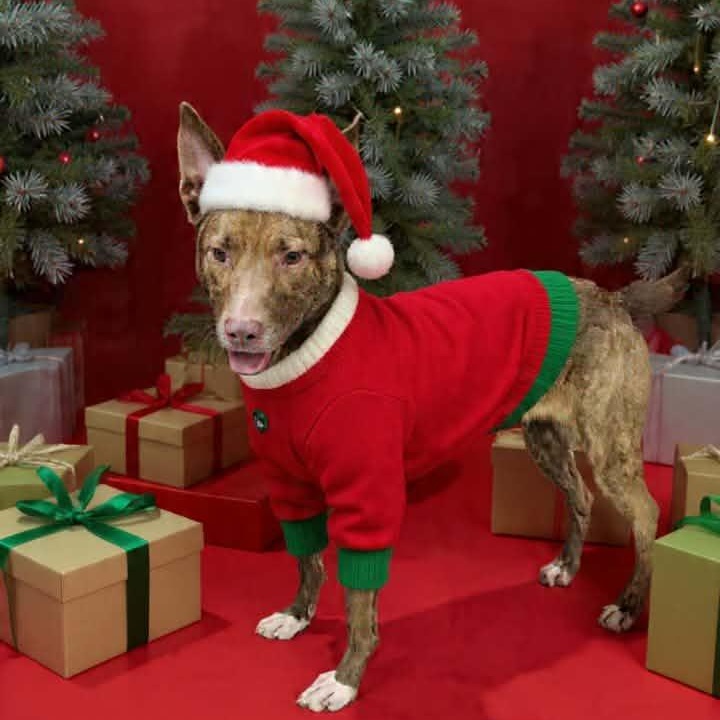 Stella, a Adoptable mixed breed in Saint Marys, WV image 1/5