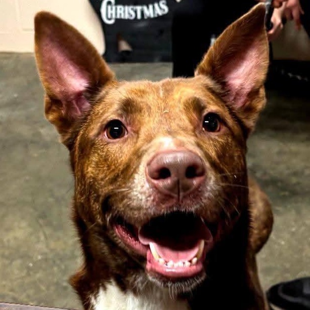 Stella, Adoptable, Adult Female German Shepherd Dog.