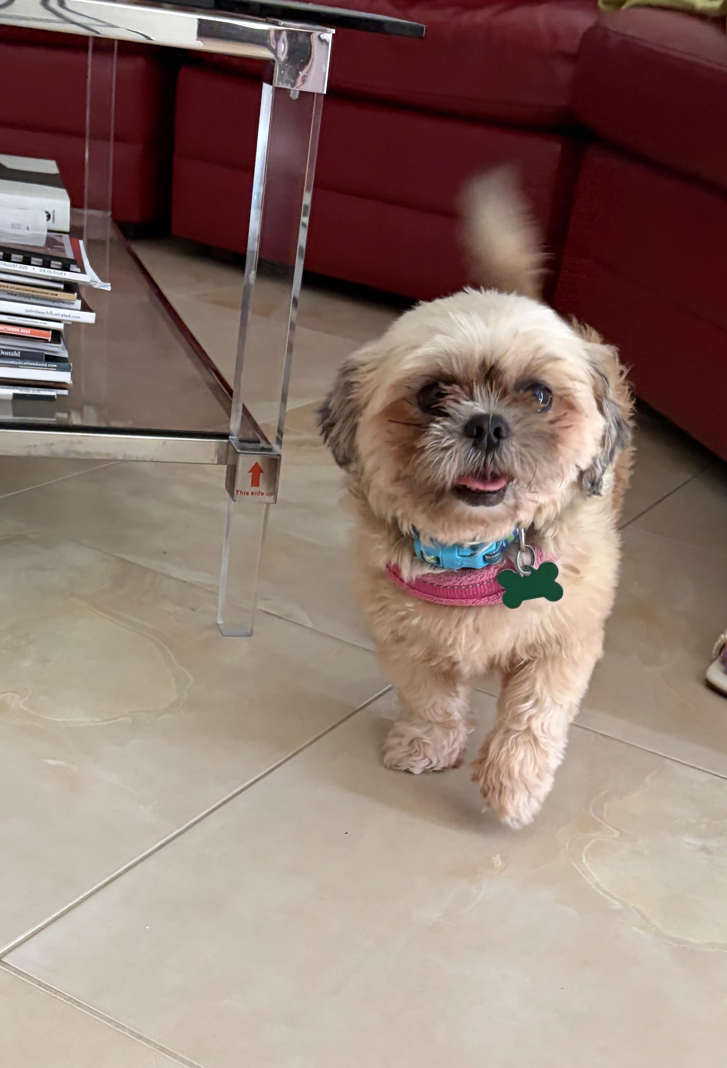 Lily , adopted, Adult Female Shih Tzu.