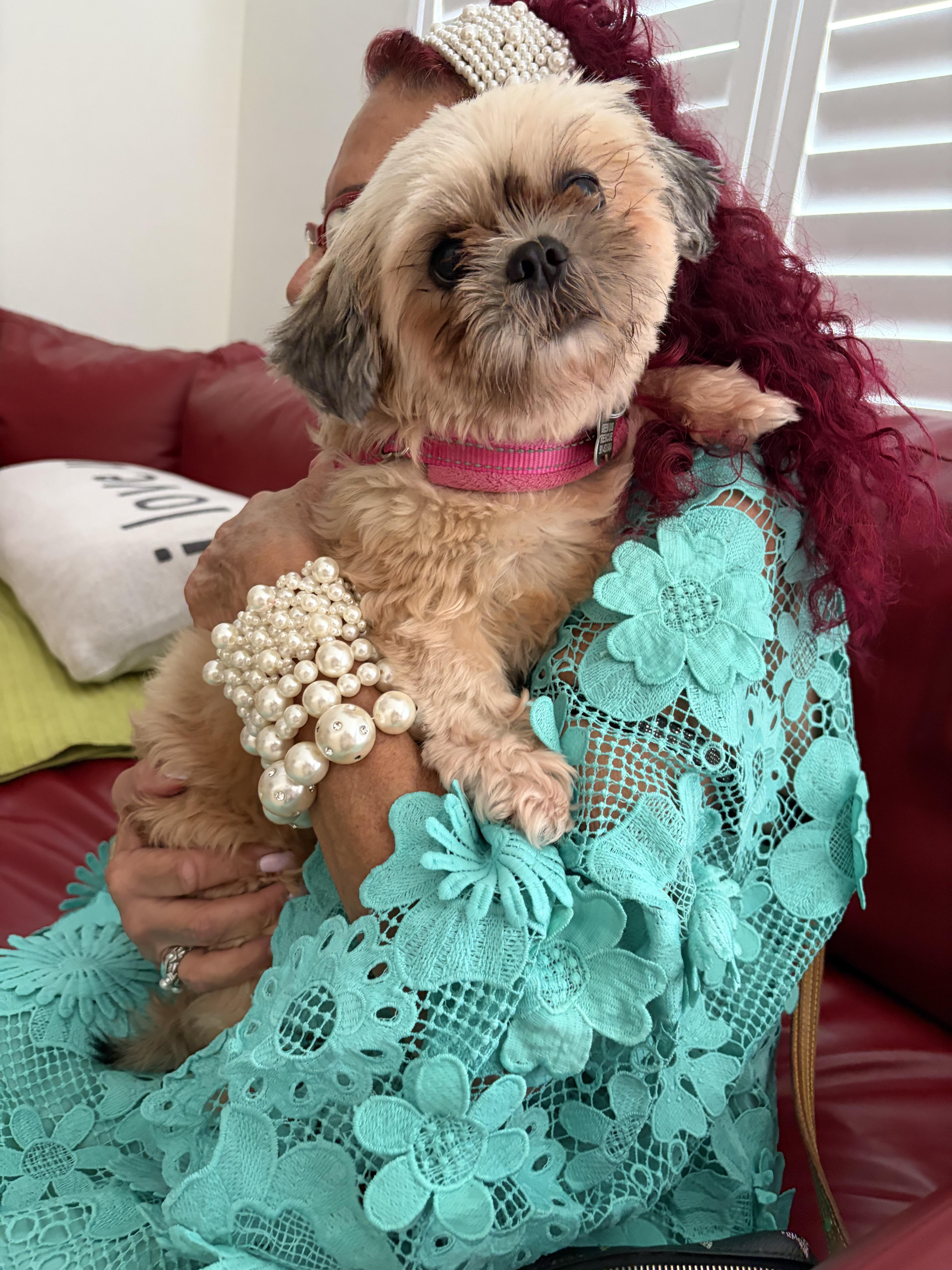 Enlarge Lily , an adopted Shih Tzu in Boynton Beach, FL image 3/6