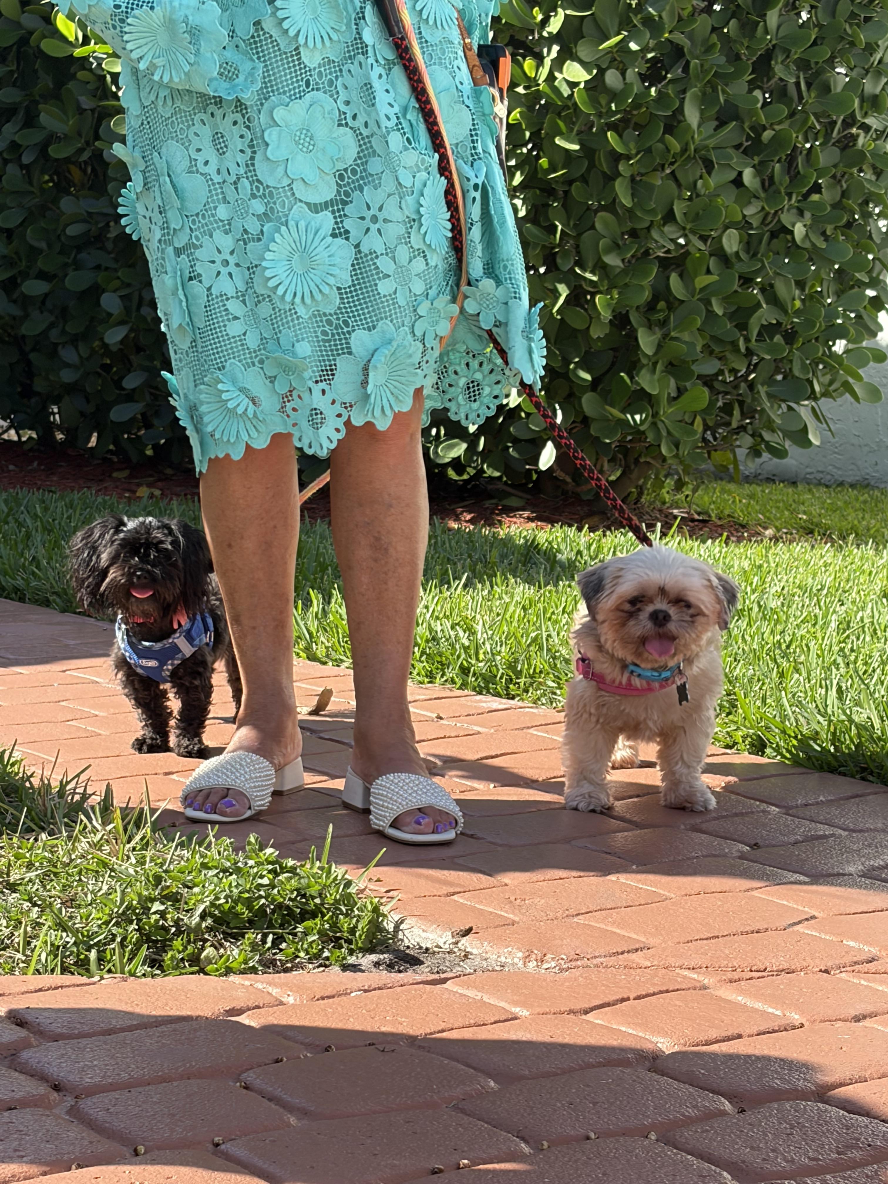 Enlarge Lily , an adopted Shih Tzu in Boynton Beach, FL image 2/6