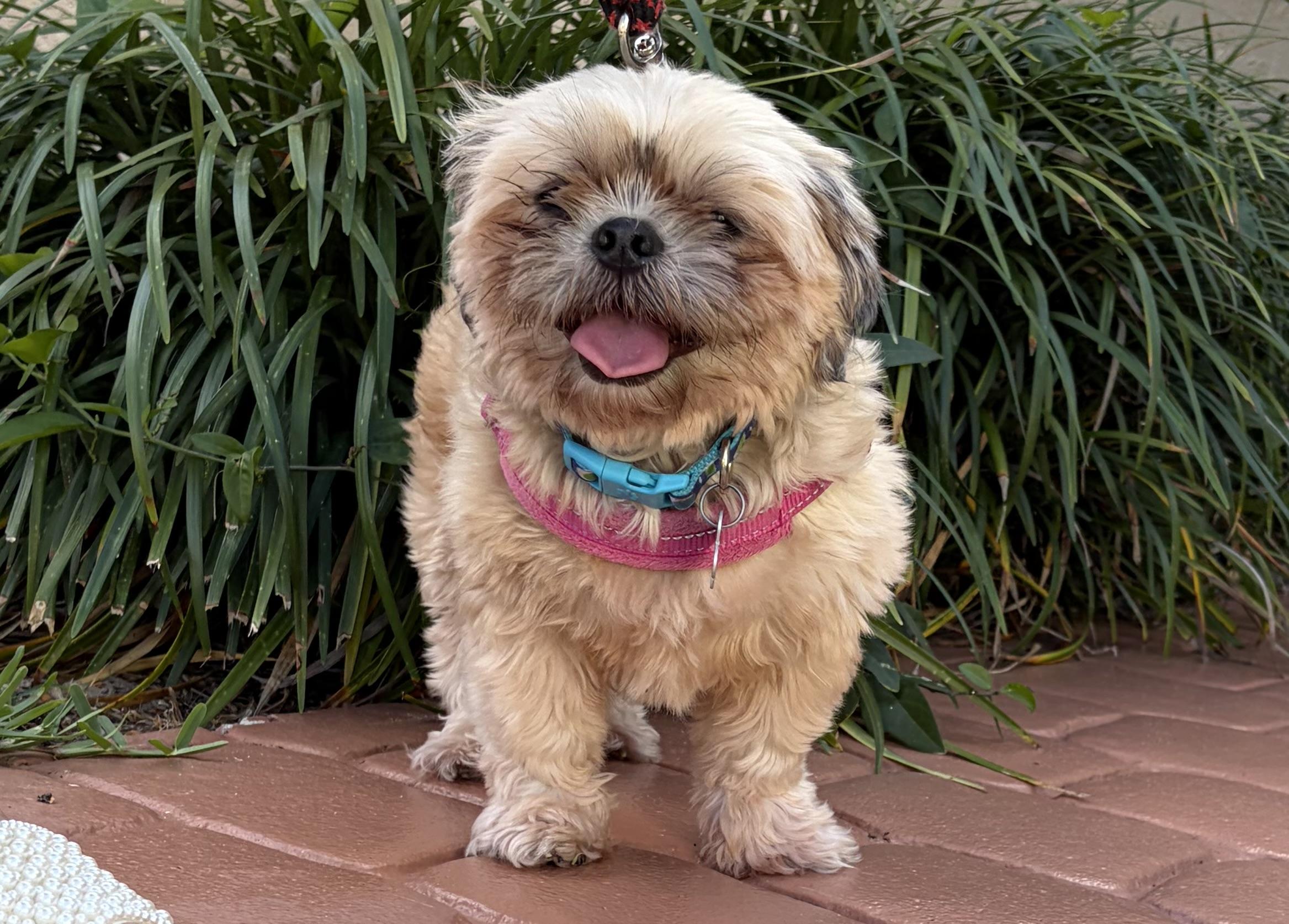 Enlarge Lily , an adopted Shih Tzu in Boynton Beach, FL image 4/6