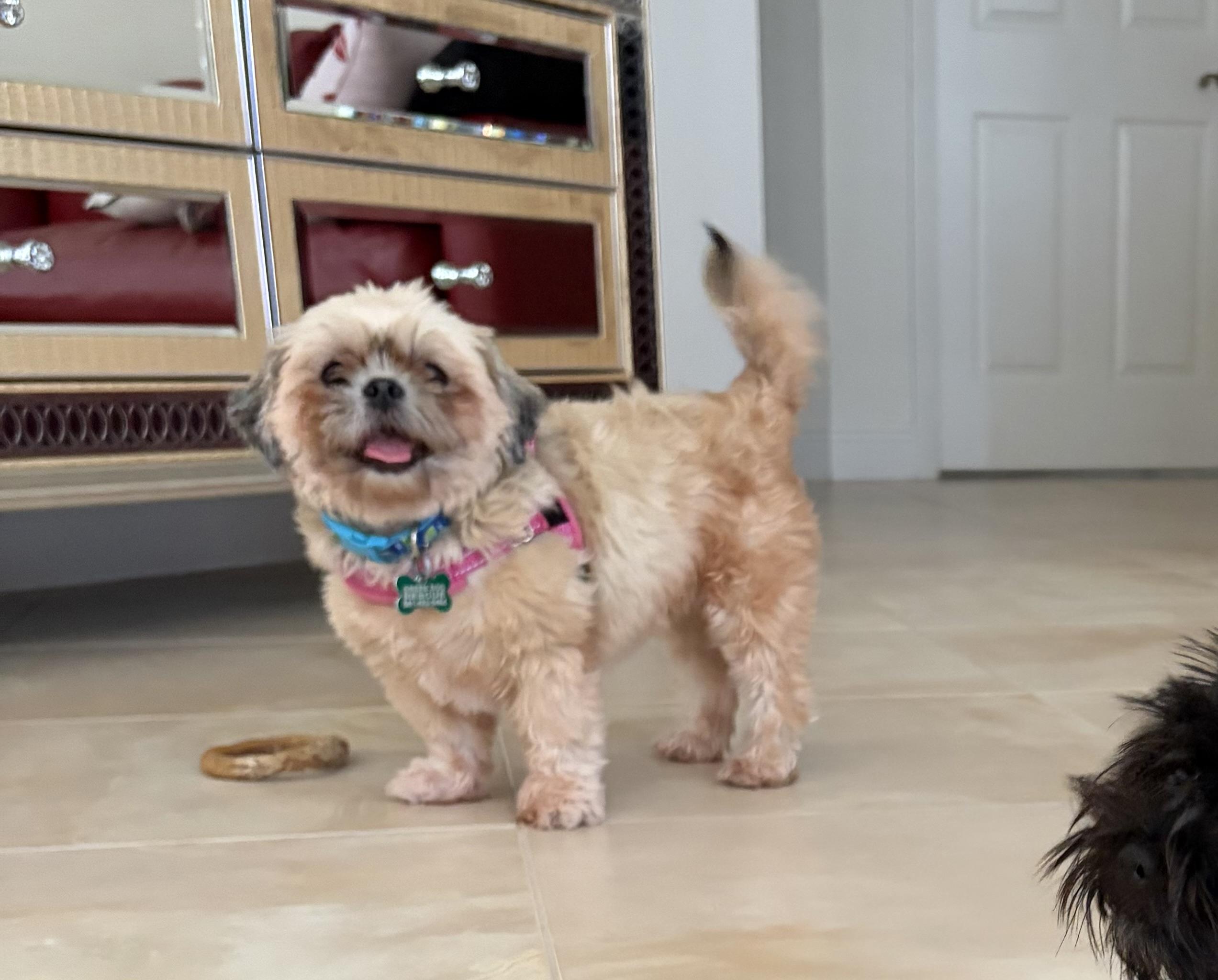 Enlarge Lily , an adopted Shih Tzu in Boynton Beach, FL image 5/6