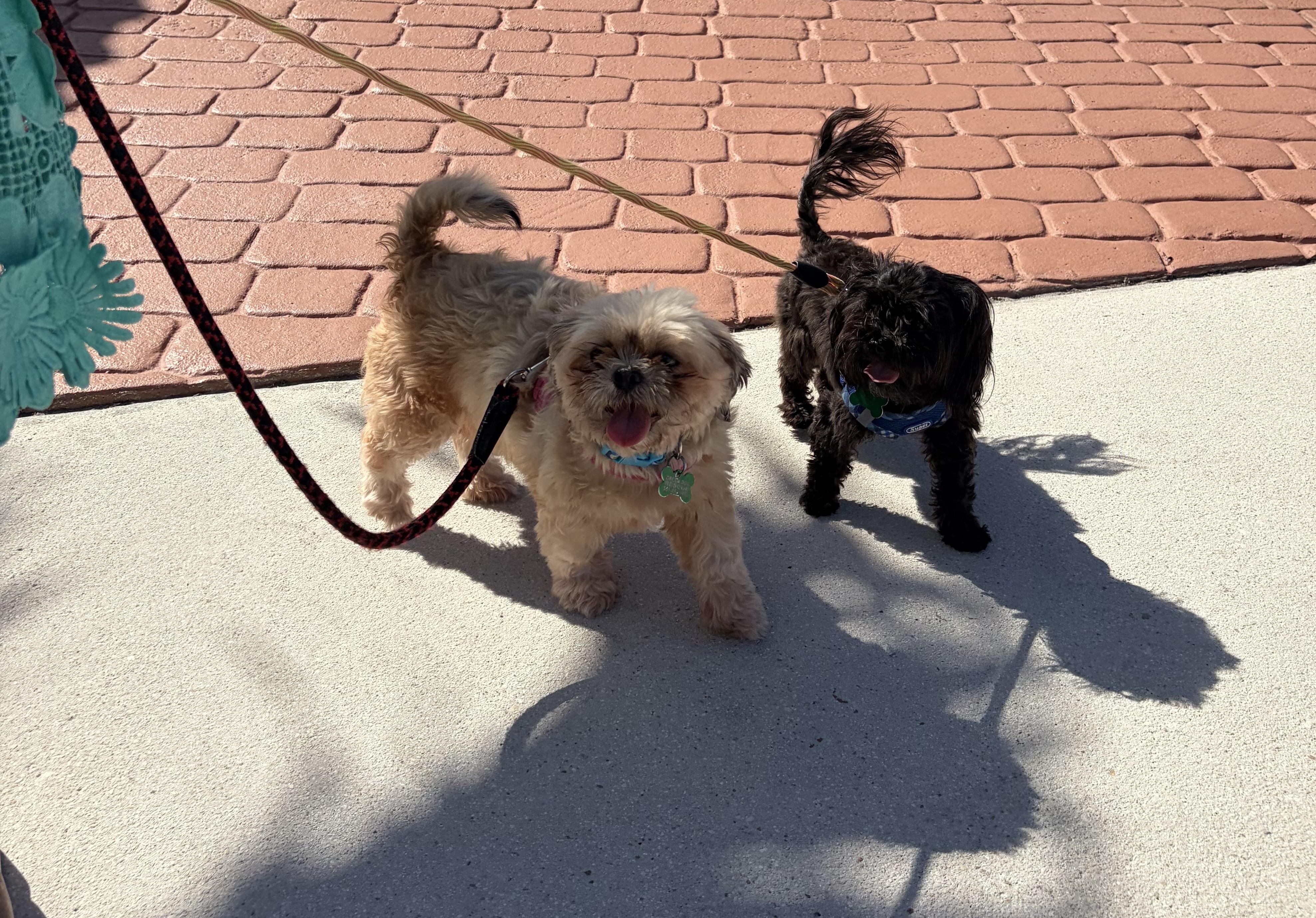 Enlarge Lily , an adopted Shih Tzu in Boynton Beach, FL image 6/6