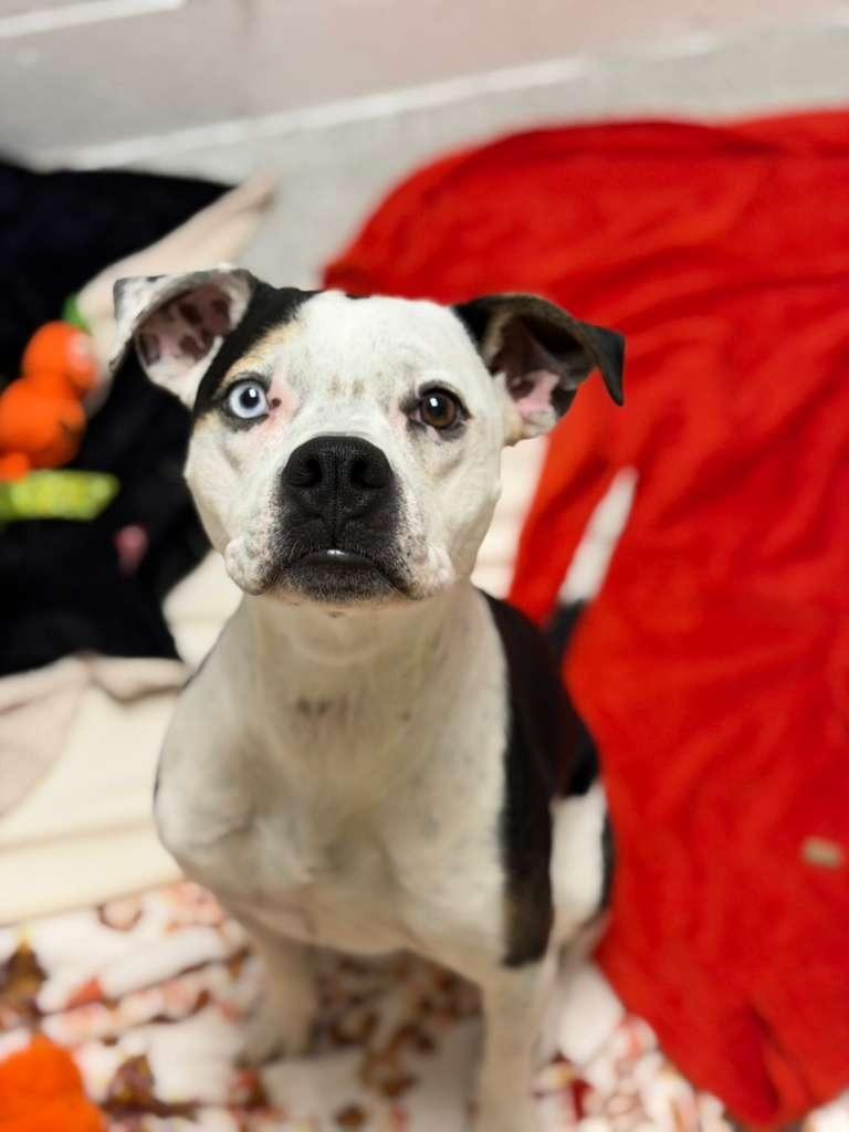 Jersey, Adoptable, Young Female Pit Bull Terrier & American Staffordshire Terrier.