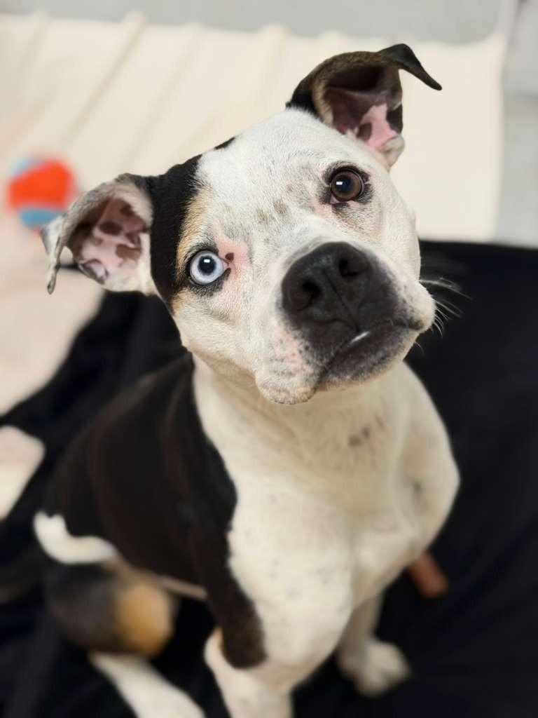 Enlarge Jersey, a Adoptable mixed breed in Phoenix, AZ image 2/6