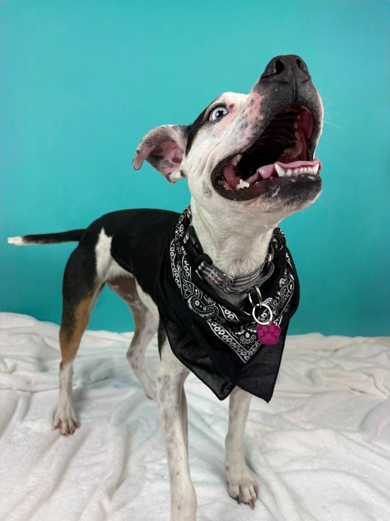 Enlarge Jersey, a Adoptable mixed breed in Phoenix, AZ image 3/6