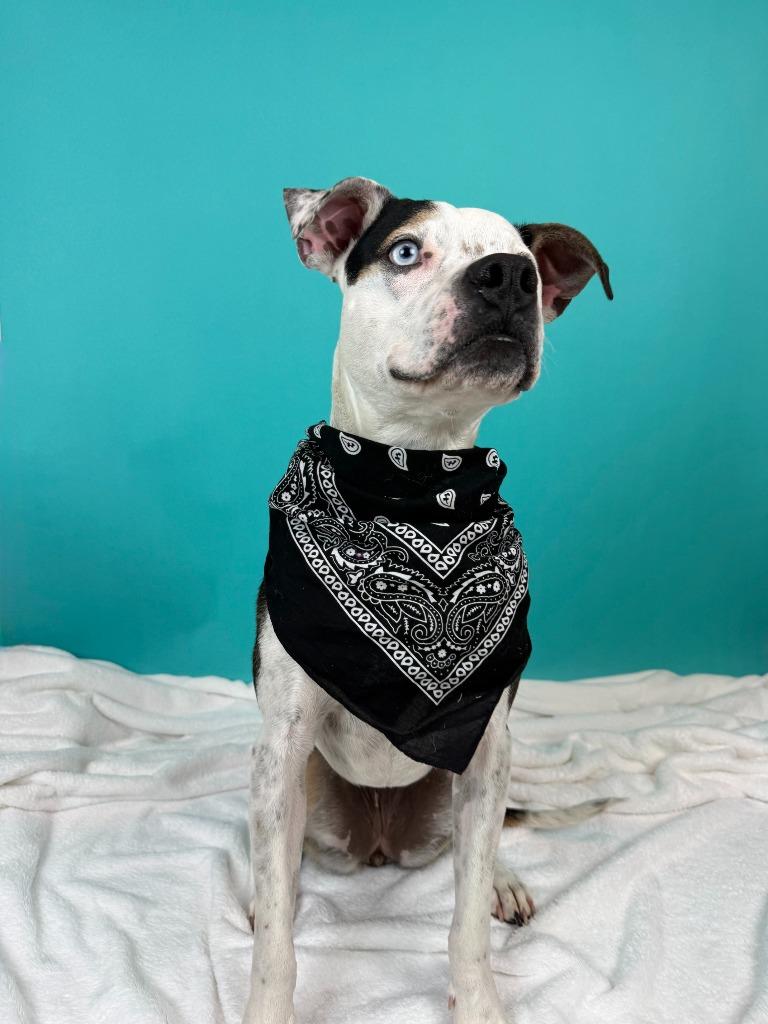 Enlarge Jersey, a Adoptable mixed breed in Phoenix, AZ image 4/6