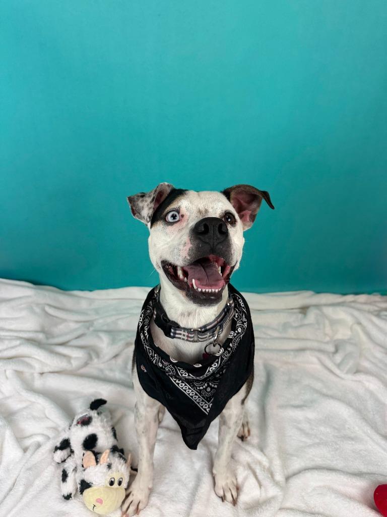 Enlarge Jersey, a Adoptable mixed breed in Phoenix, AZ image 5/6