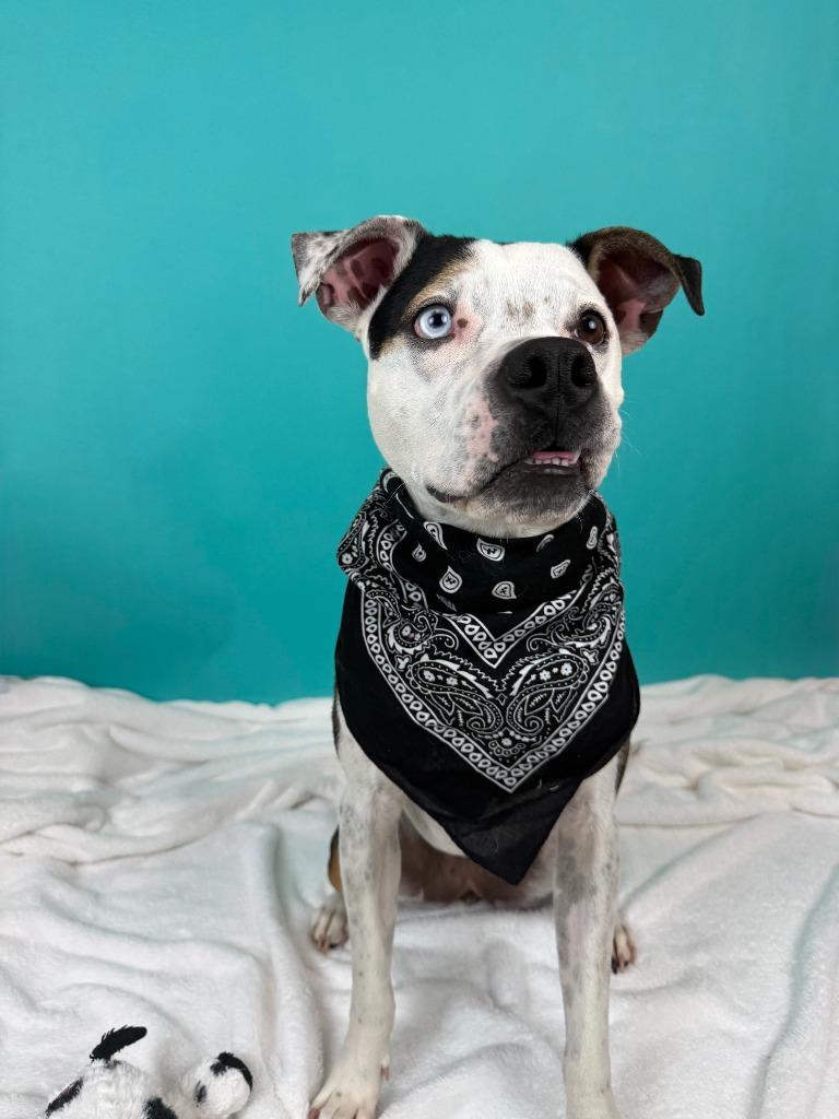 Enlarge Jersey, a Adoptable mixed breed in Phoenix, AZ image 6/6