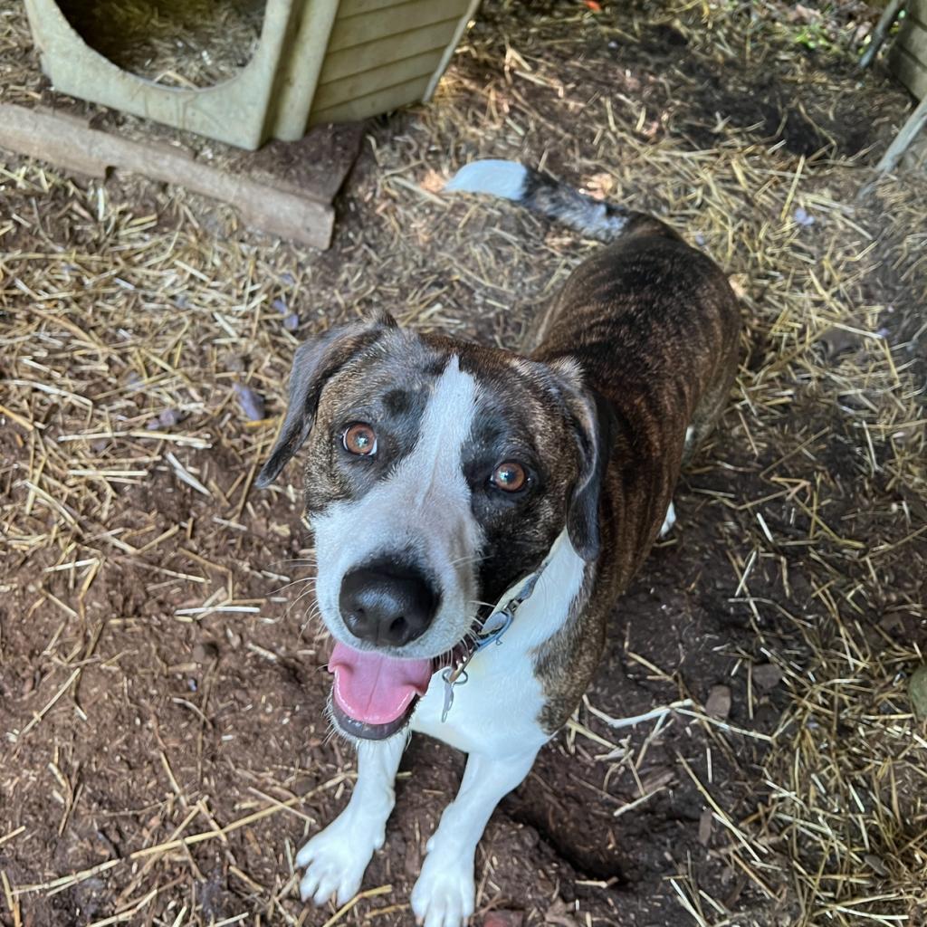 Izzy, Adoptable, Adult Female American Foxhound.