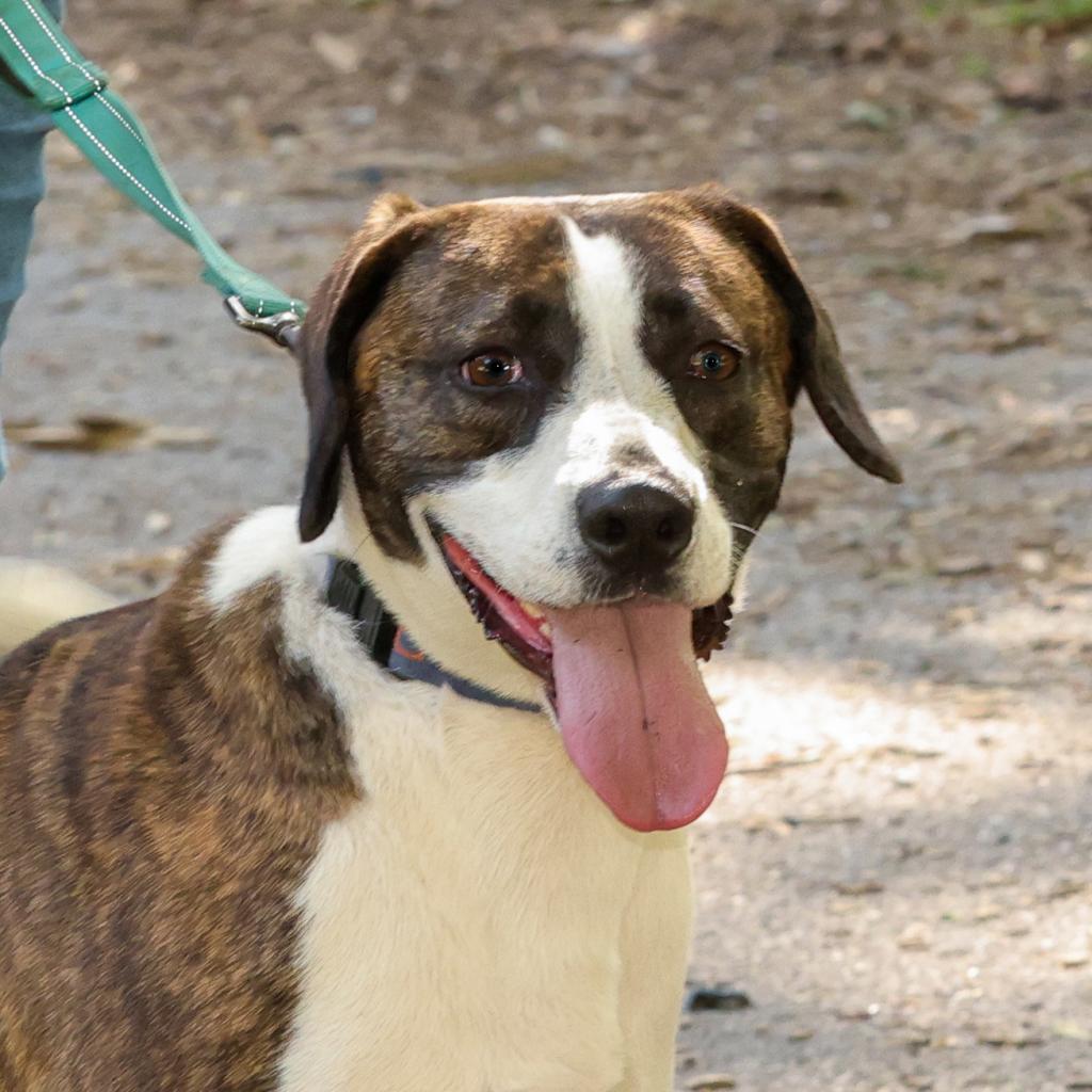 Enlarge Izzy, a Adoptable American Foxhound in Blairsville, GA image 2/6