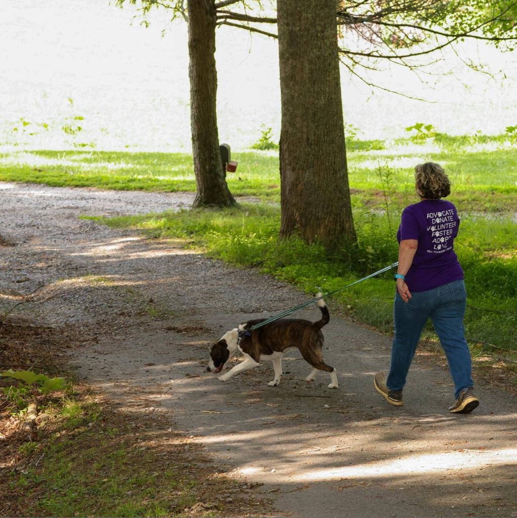 Enlarge Izzy, a Adoptable American Foxhound in Blairsville, GA image 3/6