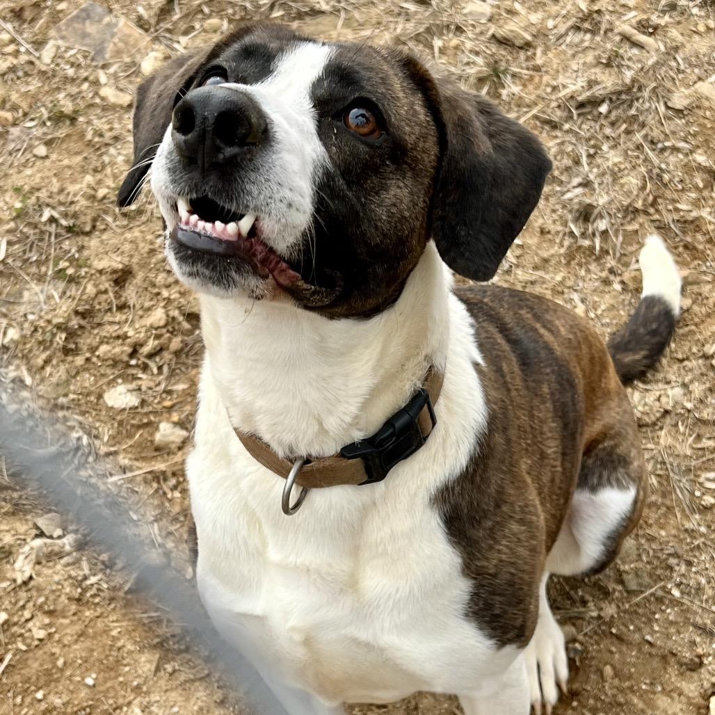 Enlarge Izzy, a Adoptable American Foxhound in Blairsville, GA image 4/6