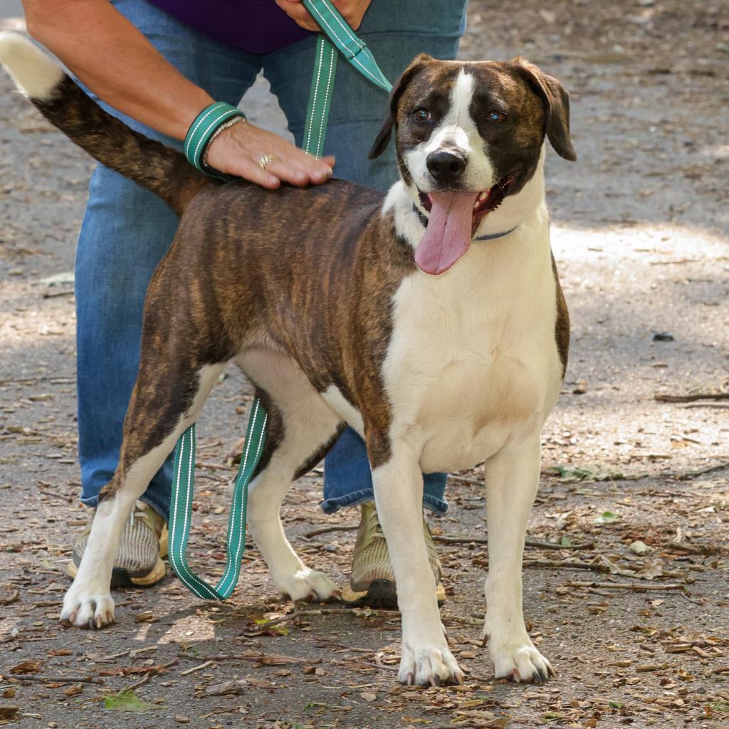 Enlarge Izzy, a Adoptable American Foxhound in Blairsville, GA image 5/6