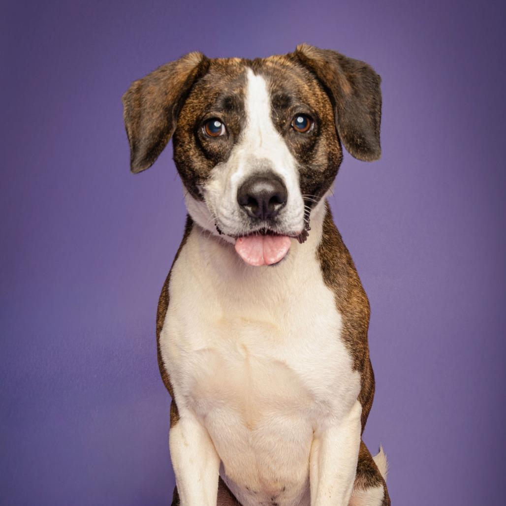 Enlarge Izzy, a Adoptable American Foxhound in Blairsville, GA image 4/6