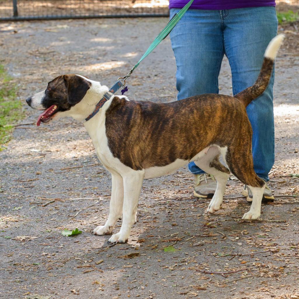 Enlarge Izzy, a Adoptable American Foxhound in Blairsville, GA image 6/6