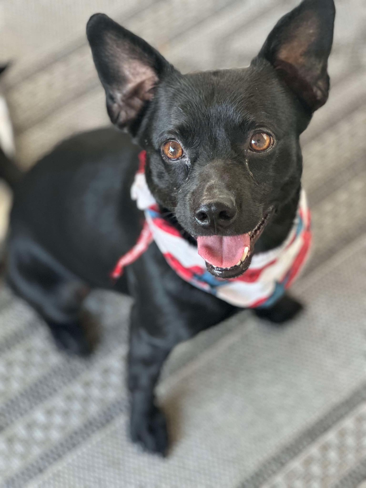Stetson, Young Male Chihuahua