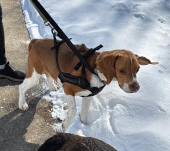 Buster, a ADOPTABLE Beagle in West Decatur, PA image 3/6