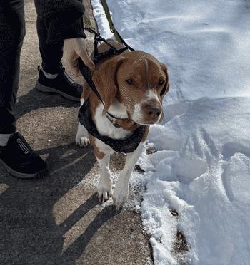 Buster, a ADOPTABLE Beagle in West Decatur, PA image 6/6