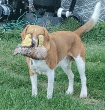 Buster, a ADOPTABLE Beagle in West Decatur, PA image 2/6