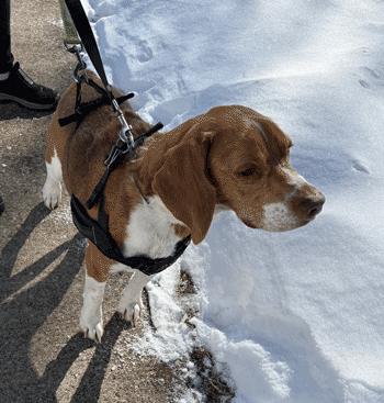 Buster, a ADOPTABLE Beagle in West Decatur, PA image 5/6