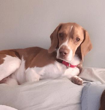 Buster, ADOPTABLE, Adult Male Beagle.