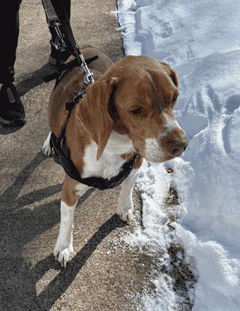 Buster, a ADOPTABLE Beagle in West Decatur, PA image 4/6
