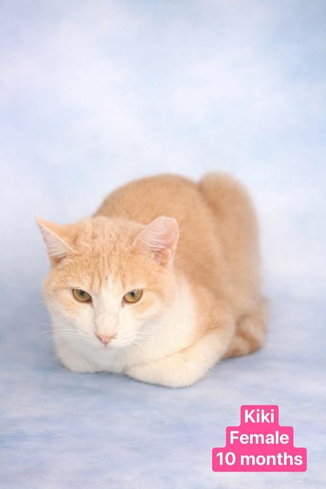 Kiki, Adoptable, Adult Female Domestic Medium Hair.