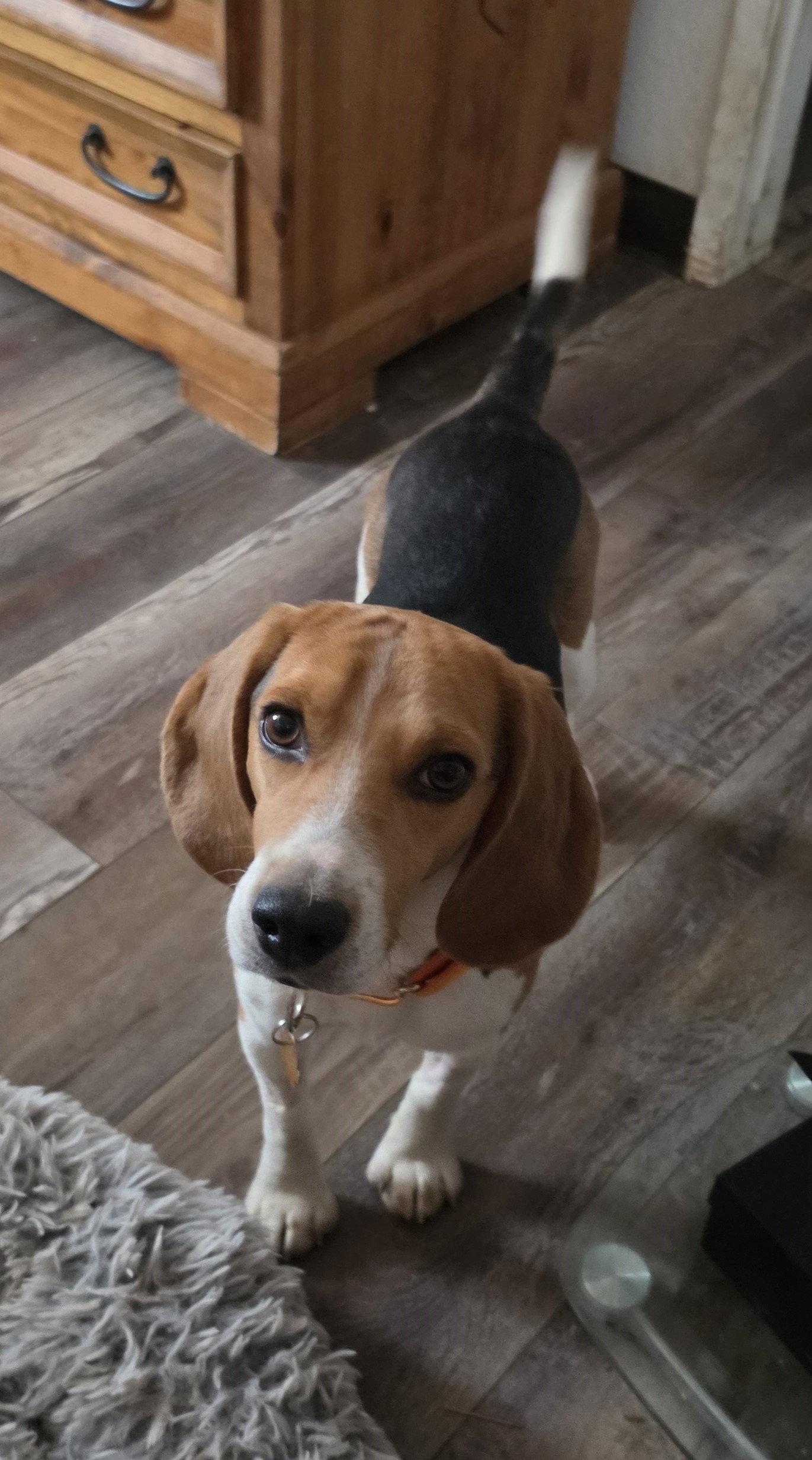 Enlarge Silas (Jack), a Adopted Beagle in Las Vegas, NV image 1/3