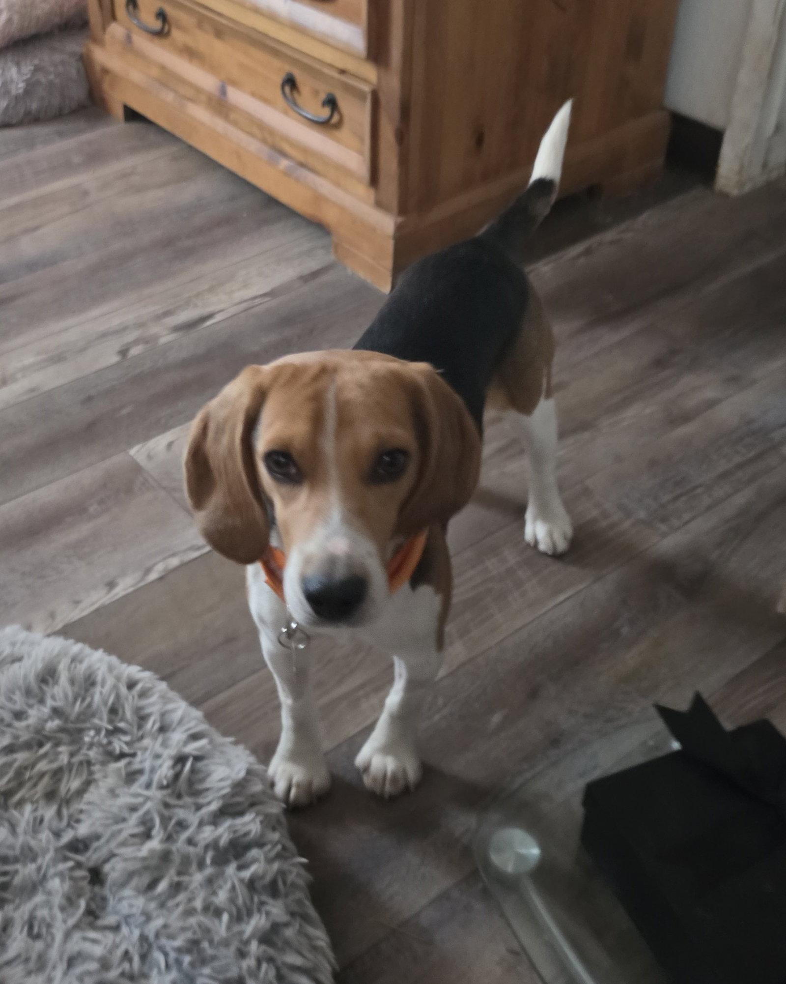 Enlarge Silas (Jack), a Adopted Beagle in Las Vegas, NV image 2/3