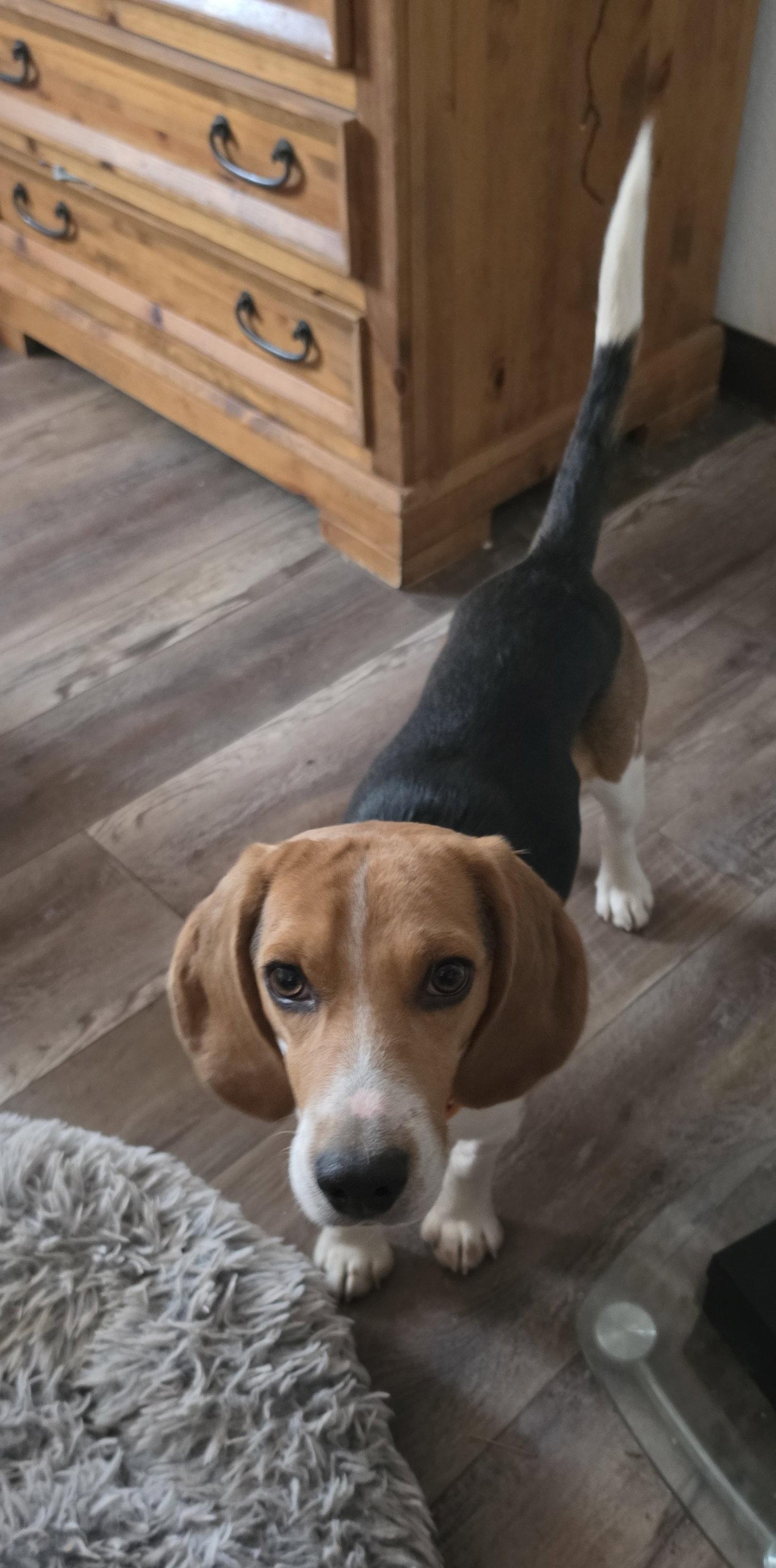 Enlarge Silas (Jack), a Adopted Beagle in Las Vegas, NV image 3/3
