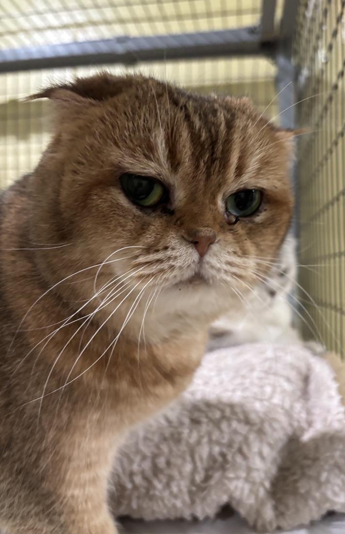 Enlarge Mazi, a ADOPTABLE Scottish Fold in Kinnelon, NJ image 1/4