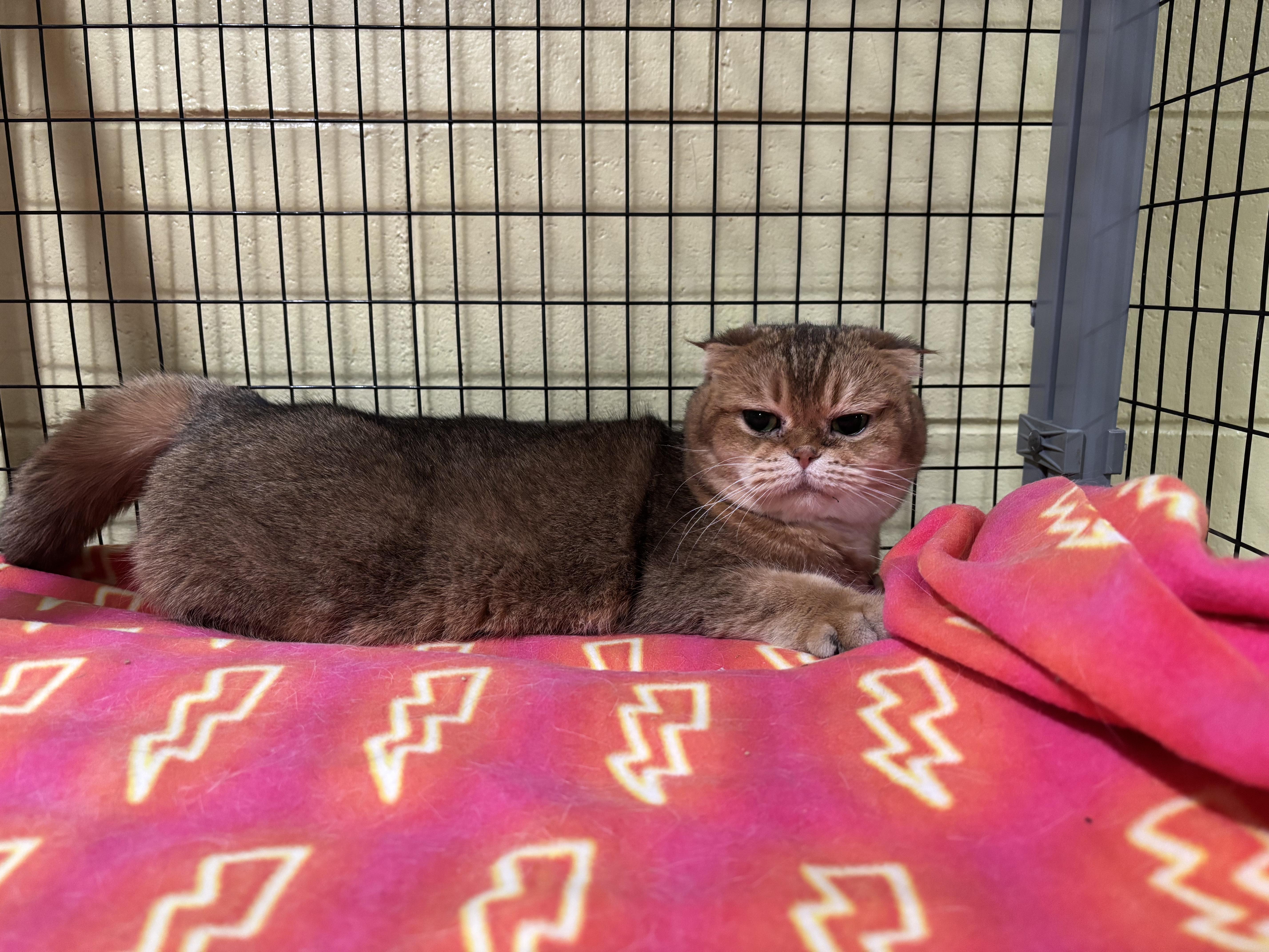 Enlarge Mazi, a ADOPTABLE Scottish Fold in Kinnelon, NJ image 4/4