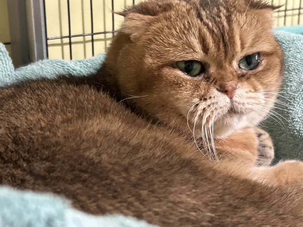 Enlarge Mazi, a ADOPTABLE Scottish Fold in Kinnelon, NJ image 3/4