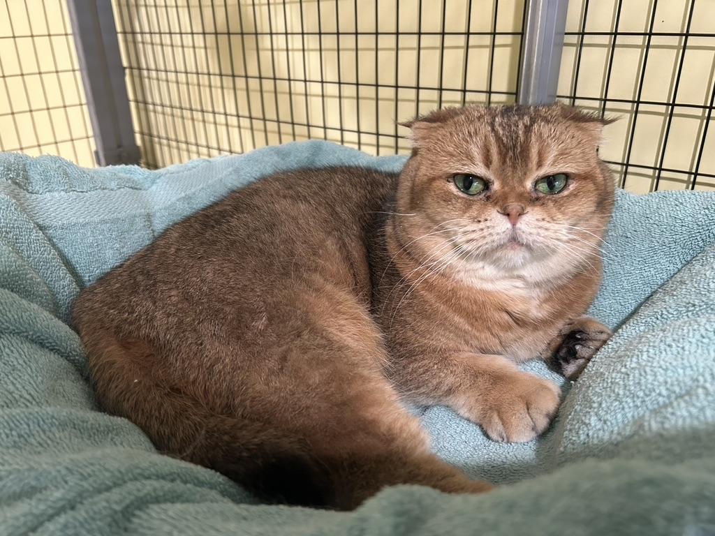 Enlarge Mazi, a ADOPTABLE Scottish Fold in Kinnelon, NJ image 2/4