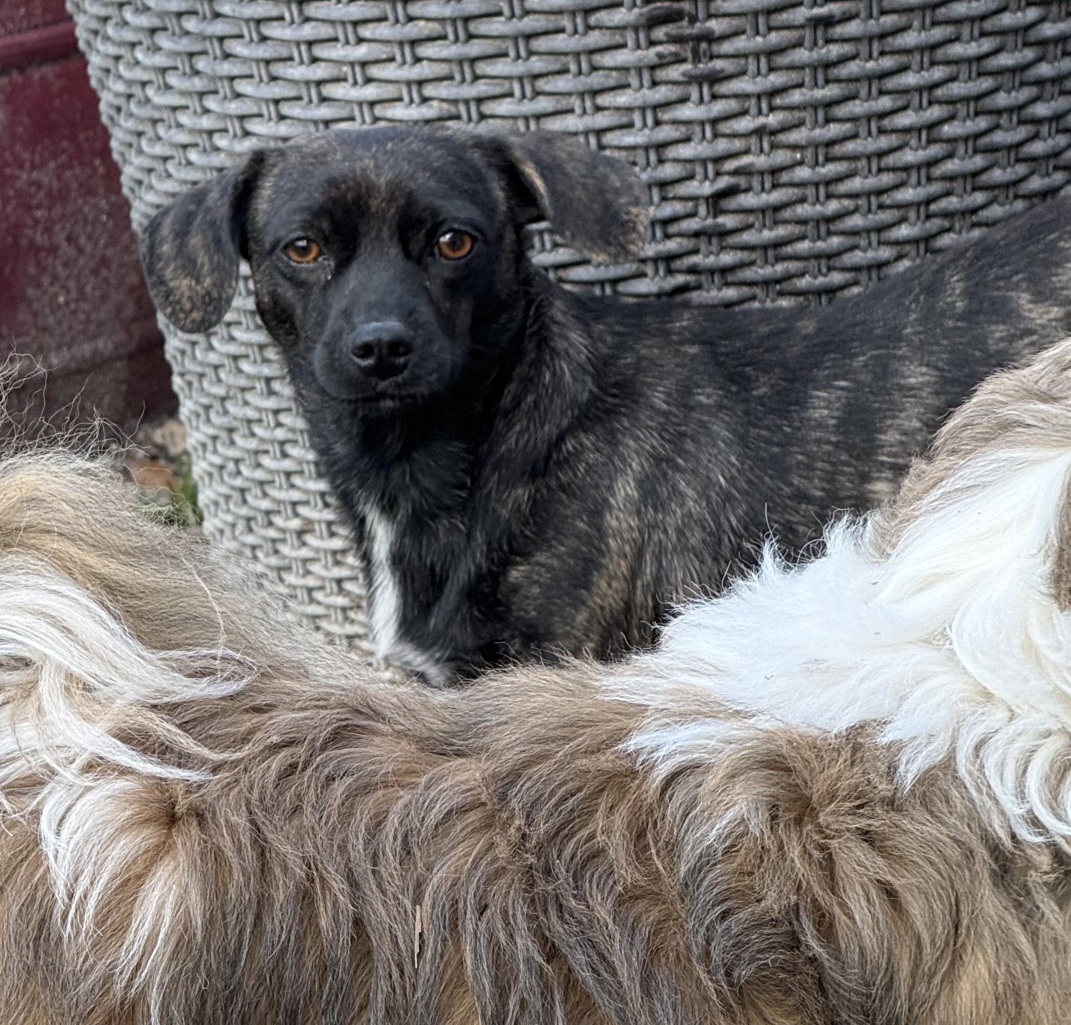 Enlarge Carrie, an adoption pending mixed breed in Temple, TX image 5/6