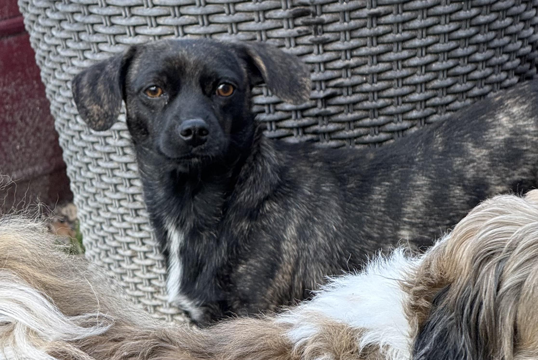Enlarge Carrie, an adoption pending mixed breed in Temple, TX image 4/6