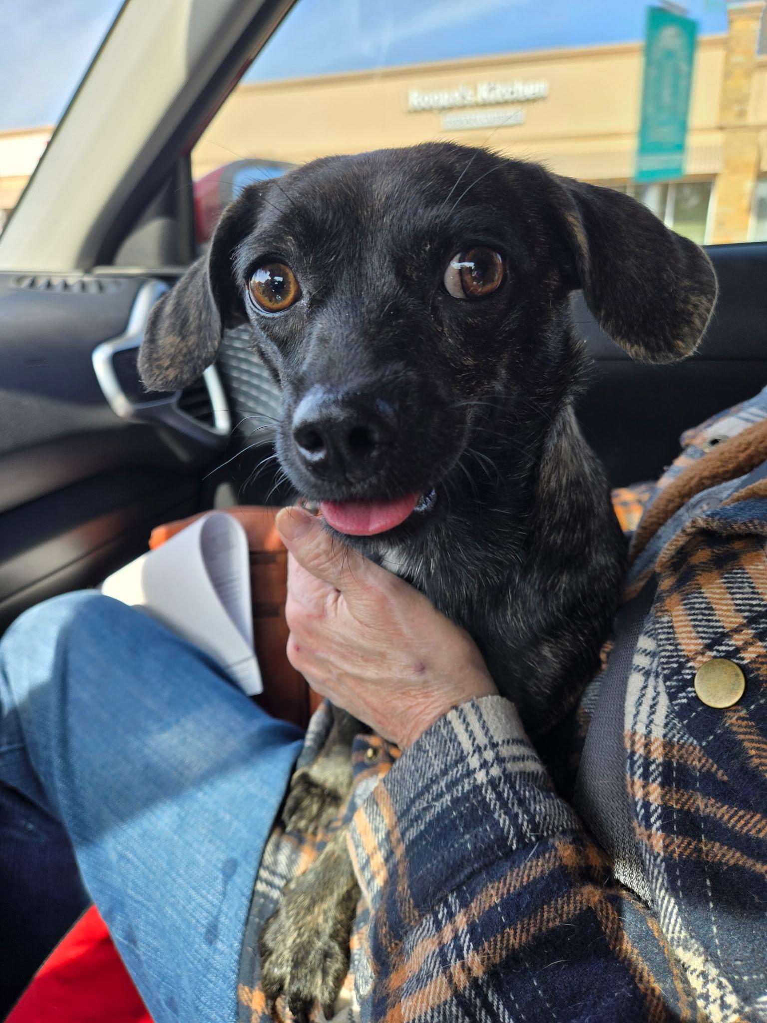 Enlarge Carrie, an adoption pending mixed breed in Temple, TX image 1/6