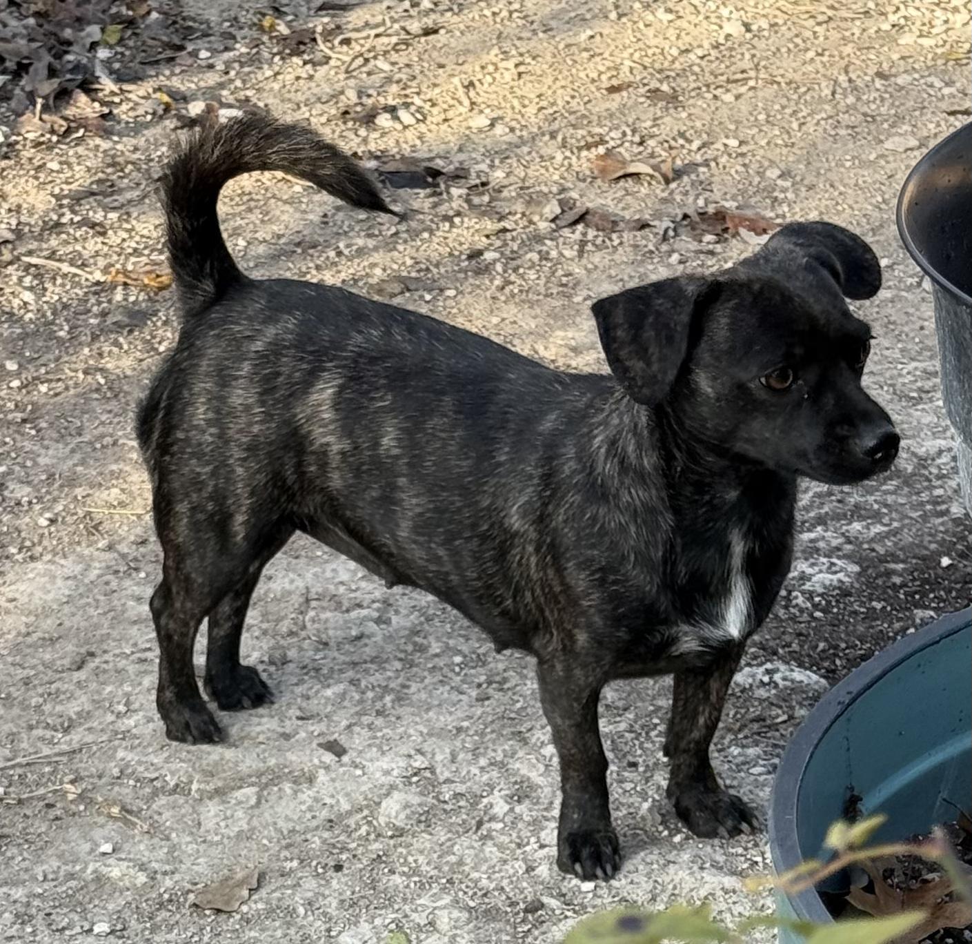 Enlarge Carrie, an adoption pending mixed breed in Temple, TX image 3/6