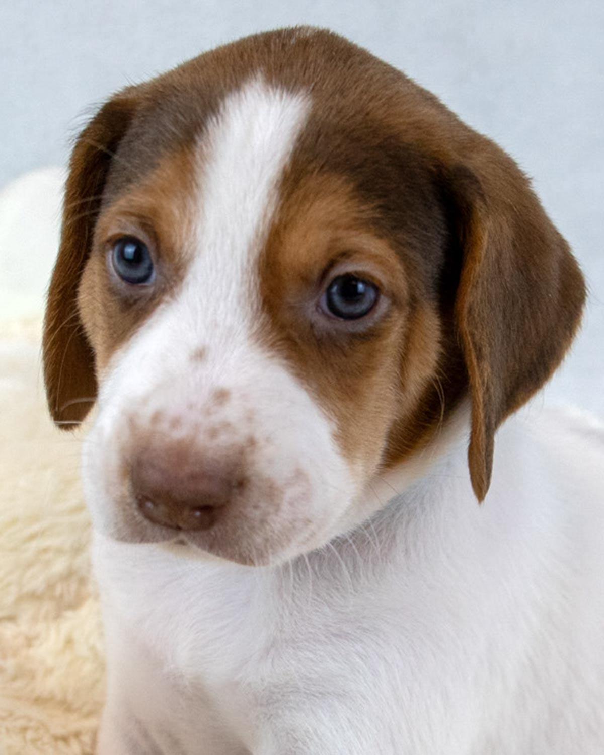 Jackson — thumbnail 2