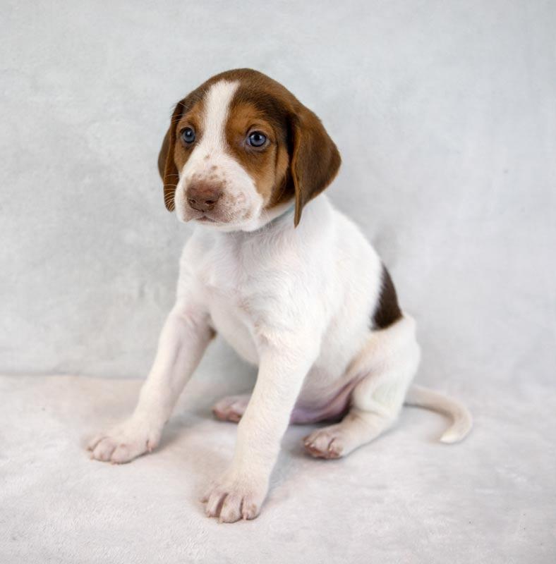 Jackson — thumbnail 3