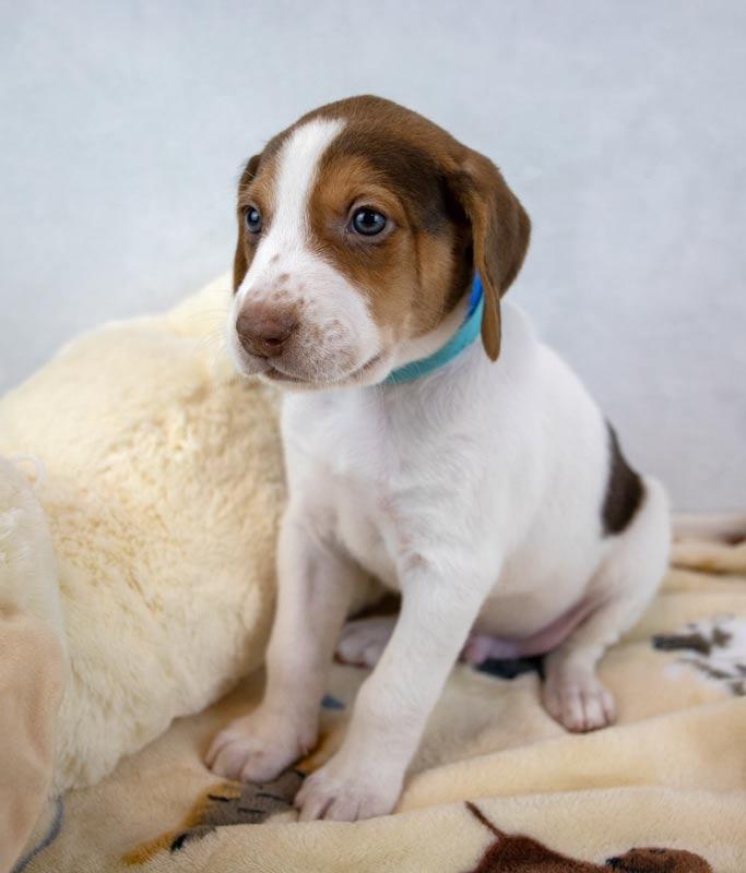 Jackson — thumbnail 5