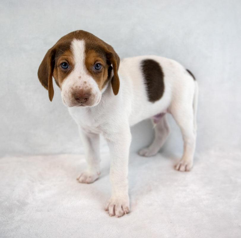 Jackson — thumbnail 6