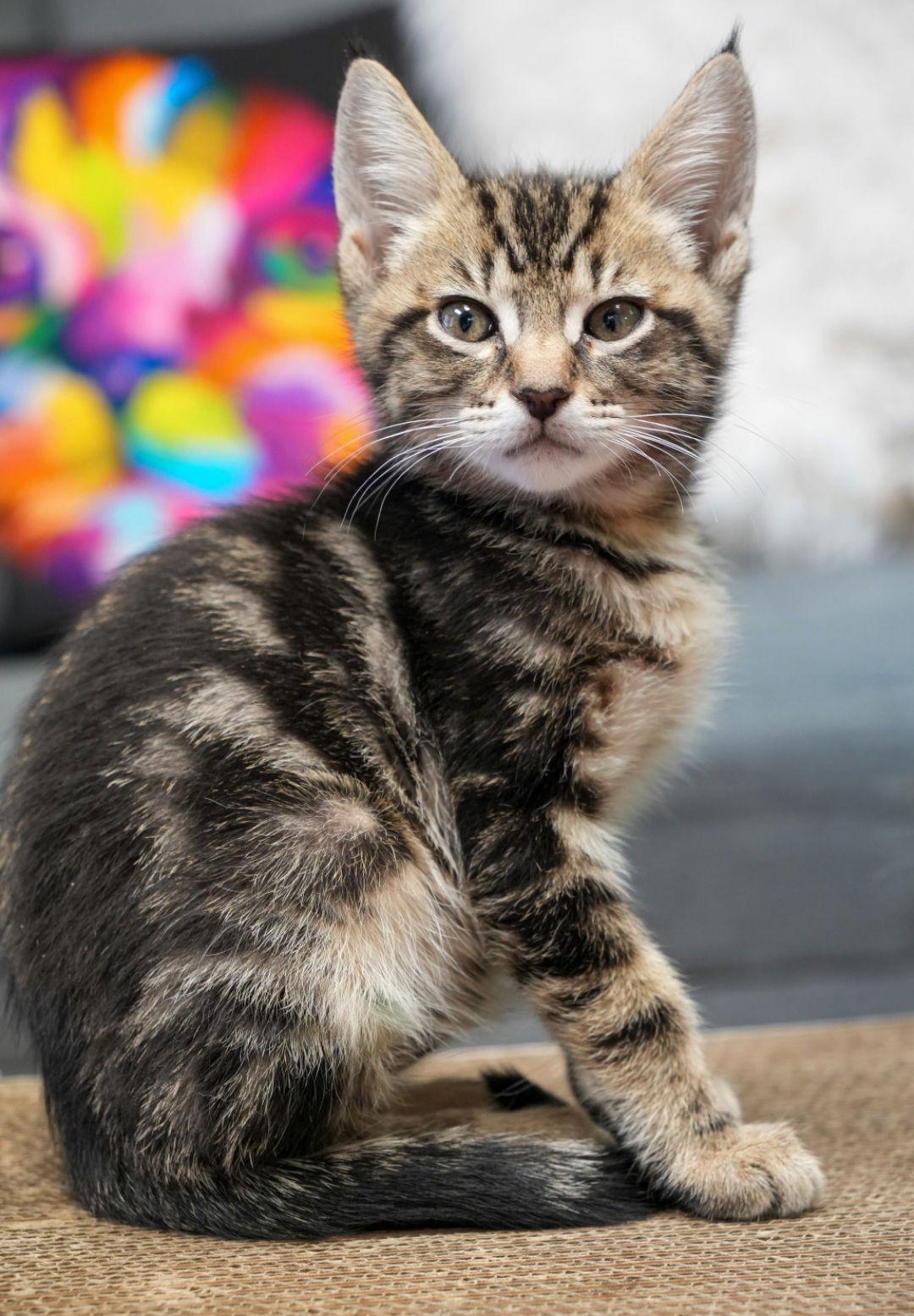 Enlarge Ziki, a Adoptable mixed breed in Campbell, CA image 1/2