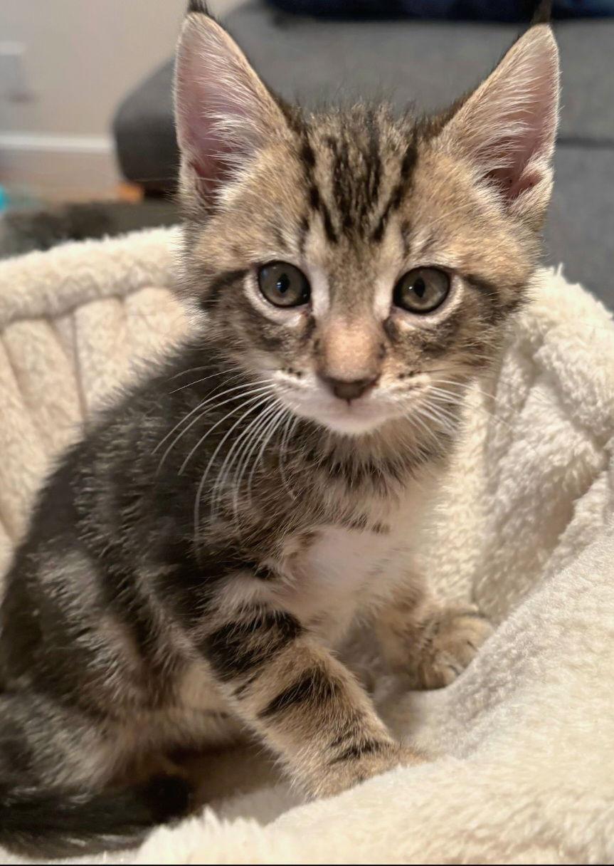 Ziki, Adoptable, Kitten Male Domestic Short Hair & Tabby.