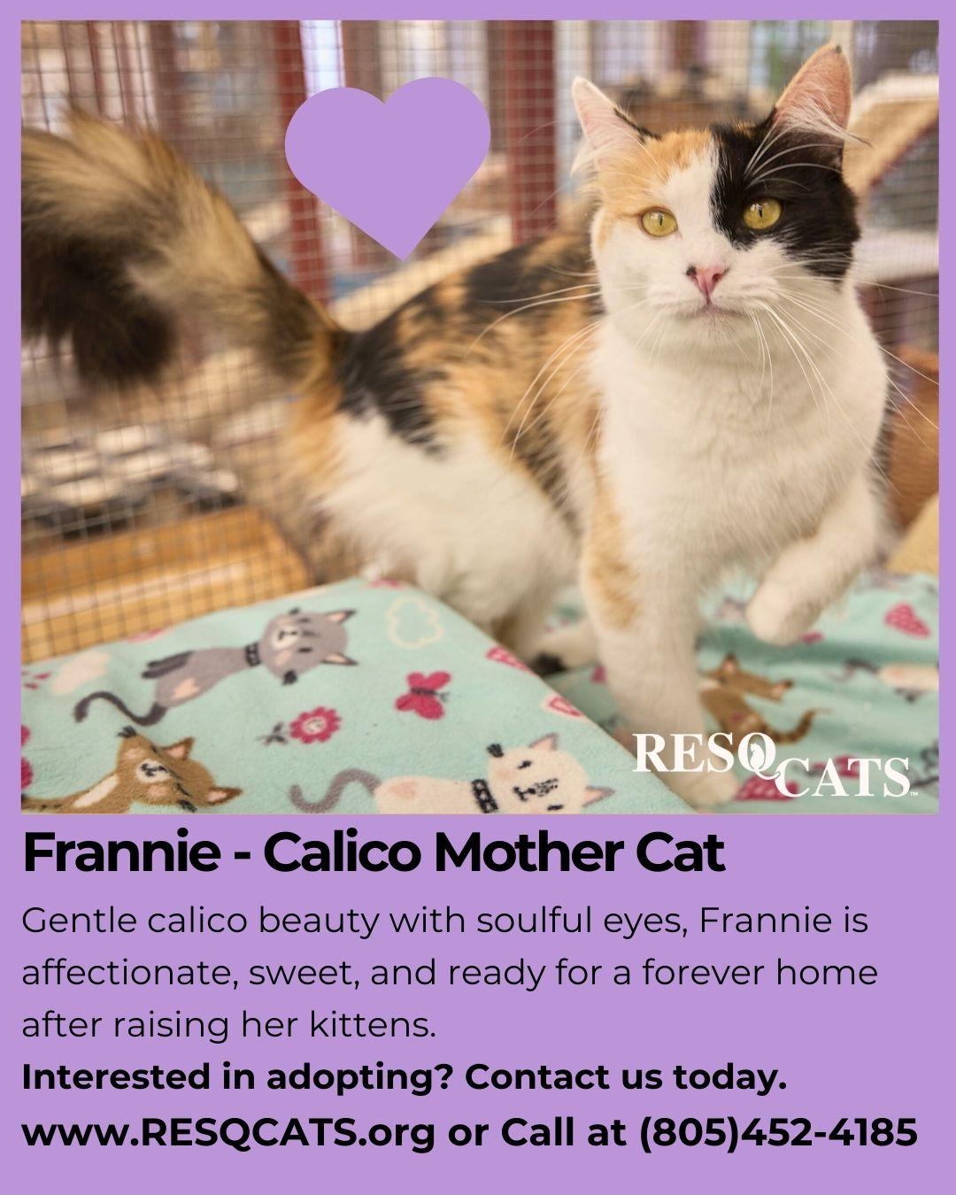 Enlarge Frannie, a Adopted Calico in Santa Barbara, CA image 1/2